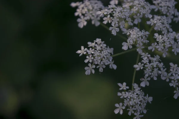 Fragment Fleur Persil Avec Des Gouttes Rosée Sur Fond Sombre — Photo