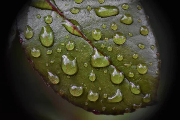 Zelený List Dešti — Stock fotografie