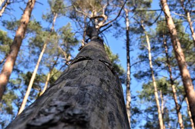 Aşağıdan ağaç gövdesi