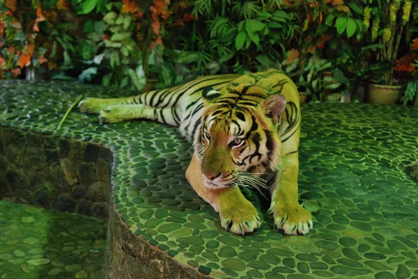Большая Красивая Тигровая Ферма Таиланде — стоковое фото