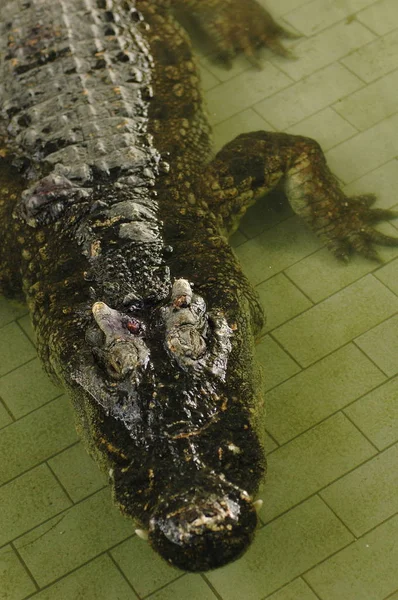 Страшно Великий Крокодили Фермі Таїланді — стокове фото