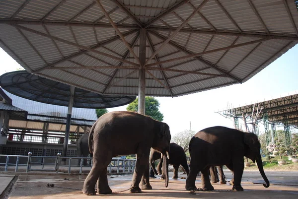 Большой слон на ферме в Таиланде — стоковое фото