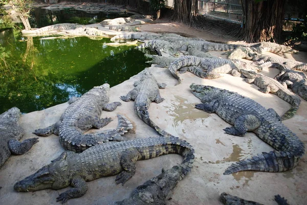 Пугающие крокодилы на ферме в Таиланде — стоковое фото