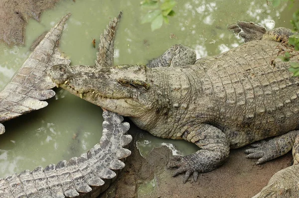 Crocodili înfricoșători la ferma din Thailanda — Fotografie, imagine de stoc