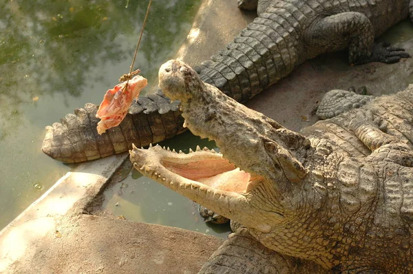 จระเข้ที่น่ากลัวที่ฟาร์มในประเทศไทย — ภาพถ่ายสต็อก