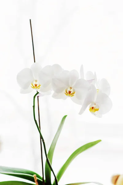 Orhidee Frumoasă Ghiveci Flori Strălucitoare — Fotografie, imagine de stoc