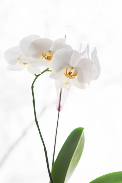 Orquídea Bonita Vaso Flor Brilhante — Fotografia de Stock