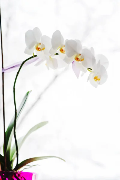 Orquídea Bonita Vaso Flor Brilhante — Fotografia de Stock