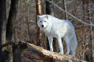 Tundra Vahşi Kurdu