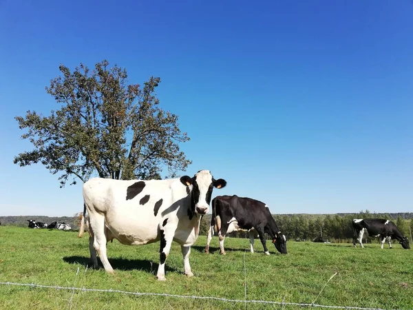 Vaches noires et blanches dans un champ herbeux par une journée ensoleillée aux Pays-Bas . — Photo