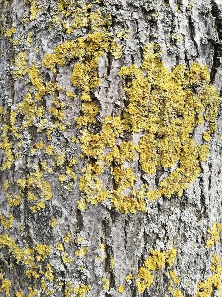 Bark background, texture bark, wood tree bark — Stock Photo, Image