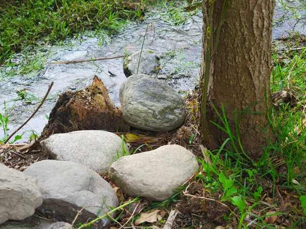 river with stones and grass surrounded by large trees