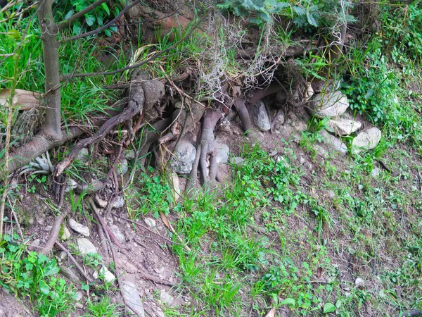 Kmen Kořeny Starého Stromu Trčící Země Skal — Stock fotografie