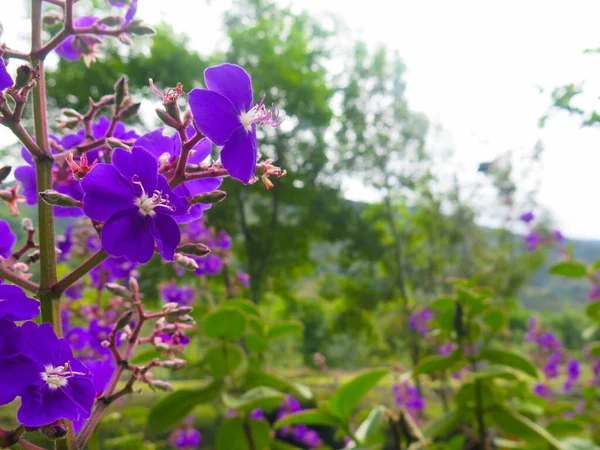 Zblízka Fialové Květy Rostlinami Kolem Hory Pozadí — Stock fotografie