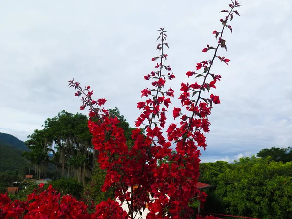 Fechar Flores Vermelhas Abundantes — Fotografia de Stock