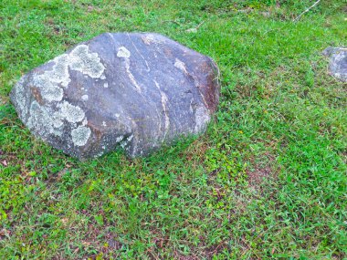 Tarladaki çimlerin üzerinde yosun olan büyük bir kaya.