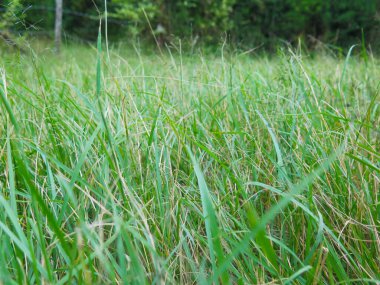 Çimenleri kapatın.