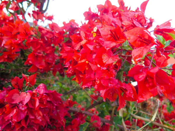 Close Abundant Red Azalea Flowers — Stock Photo, Image