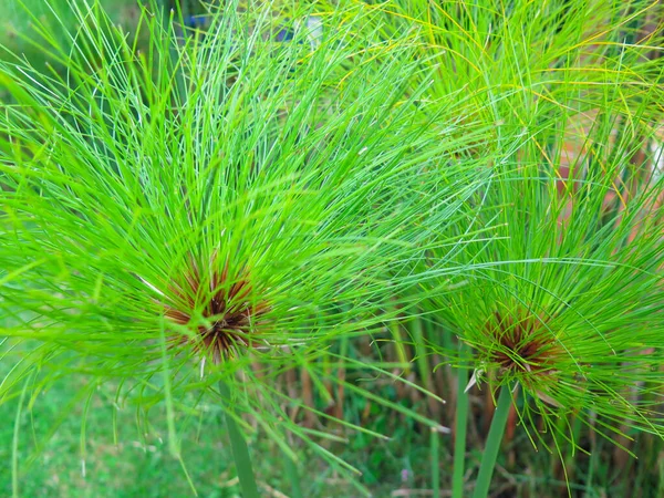 Primo Piano Del Papiro Verde — Foto Stock