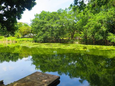 Çevresinde ağaçlar ve limanlar olan yeşil göl