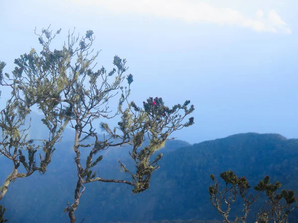 Vista Montanha Selva — Fotografia de Stock