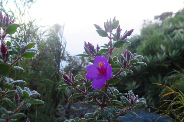 Flor Púrpura Creciendo Roca — Foto de Stock