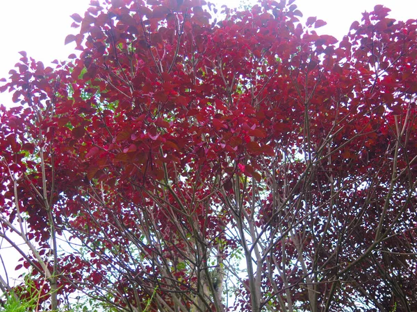 Leafy Tree Reddish Leaves — Stock Photo, Image