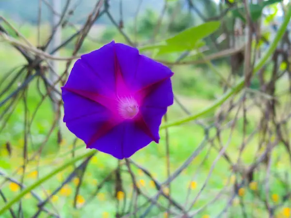 Primer Plano Flor Vid Púrpura Creciendo Entre Vallas — Foto de Stock