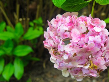 Arkaplanı ağaçlarla kaplı küçük leylak çiçeklerini kapat