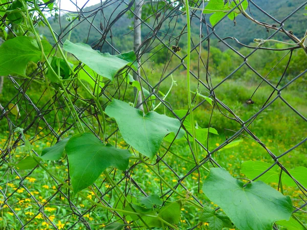 篱笆之间生长的爬虫 田里种着草和背景植物 — 图库照片