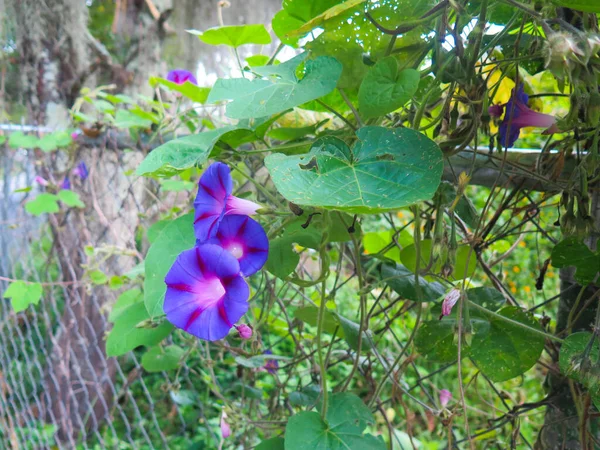 フェンスの間に生えている紫色のブドウの花を閉じて — ストック写真