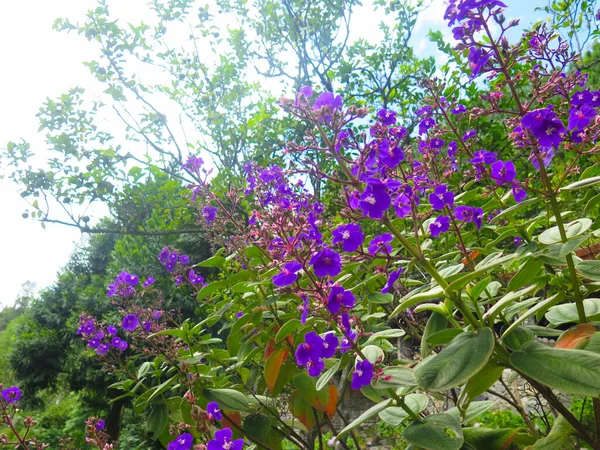 Primer Plano Flores Púrpuras Con Plantas Alrededor Montaña Fondo — Foto de Stock