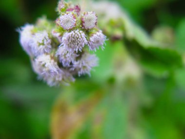 Bol yapraklı küçük beyaz çiçekler.