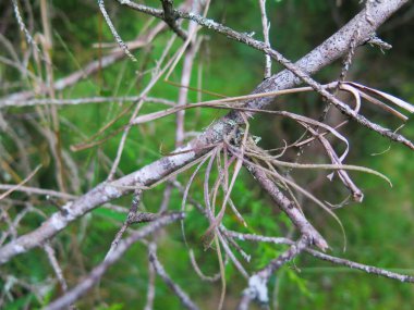 Kuru dallar yeşil bitki duvarına bakıyor