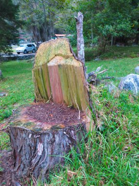 Alanın ortasındaki günlük kaydı kes