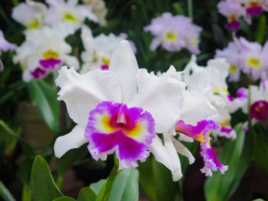 Mor detaylı beyaz orkideler