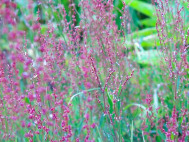 Çimen tarlasında küçük kırmızı çiviler