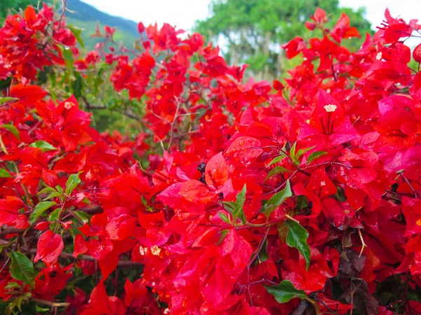 Cerca Abundantes Flores Azalea Roja — Foto de Stock