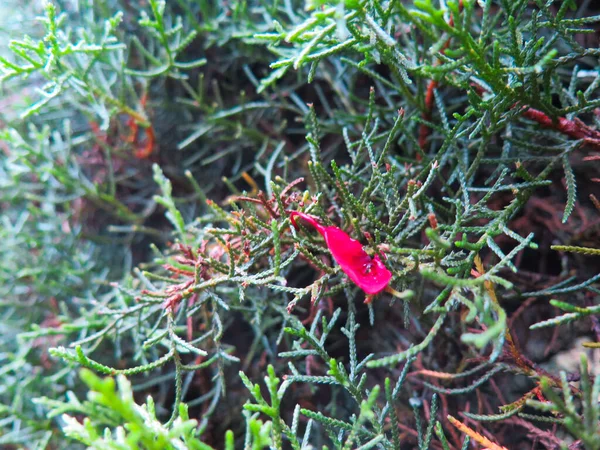 Kırmızı Yapraklı Çam Ağacının Dalını Kapat — Stok fotoğraf