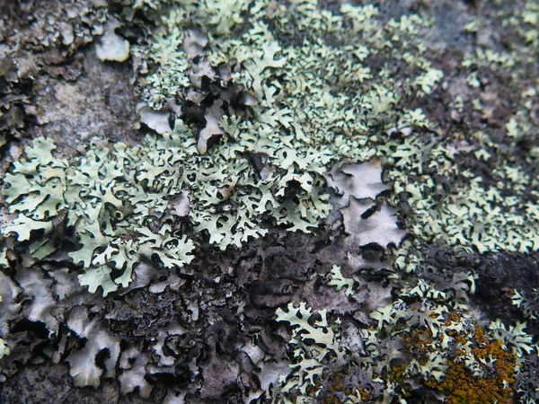 Rock Grass Mold Growing Mushroom — Stock Photo, Image