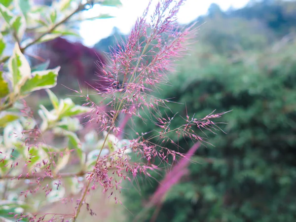 Pequeños Picos Rojos Campo Hierba Las Montañas Con Árboles Alrededor —  Fotos de Stock