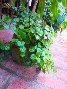 Teraslarda eğreltiotu olan eski kil çömlek.