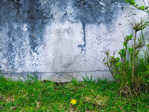 Deteriorated white wall with moisture and mold on the outside