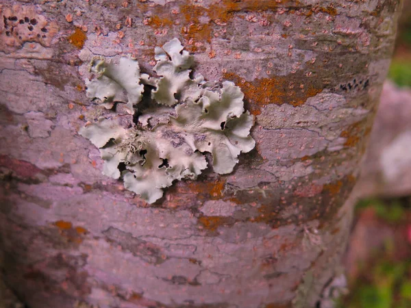 Gros Plan Tronc Arbre Avec Des Marques Champignons Autour — Photo