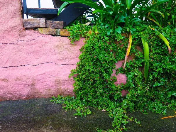 Yeşil Sarmaşıklı Kırsal Duvarın Yakınında — Stok fotoğraf