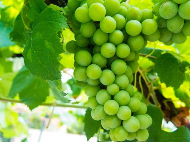 Ağaçtaki yeşil üzümleri kapatın.