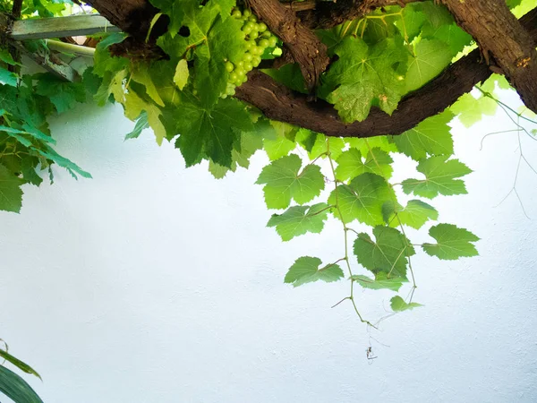 Zbliżenie Zielonych Winogron Drzewie — Zdjęcie stockowe