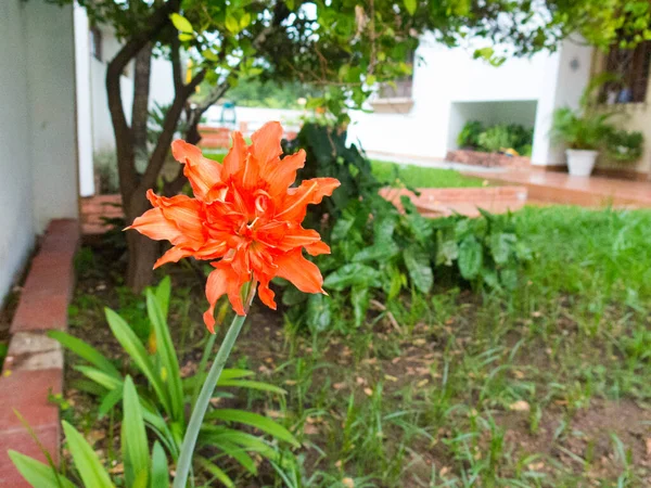 Primer Plano Lirio Rizado Coral — Foto de Stock