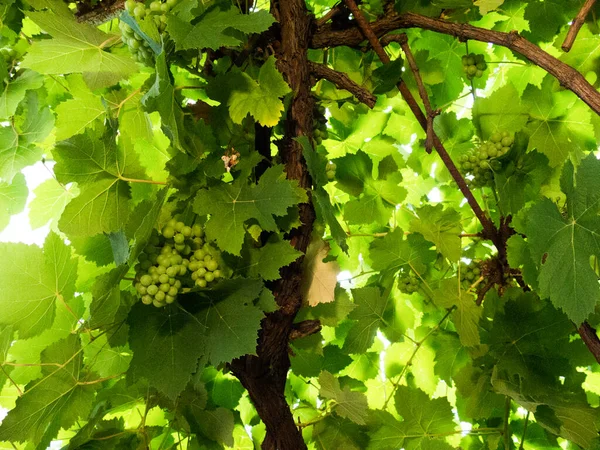 Close Green Grapes Tree — Stock Photo, Image