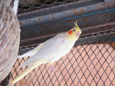 Renkli kuşların çeşitli çeşitleri